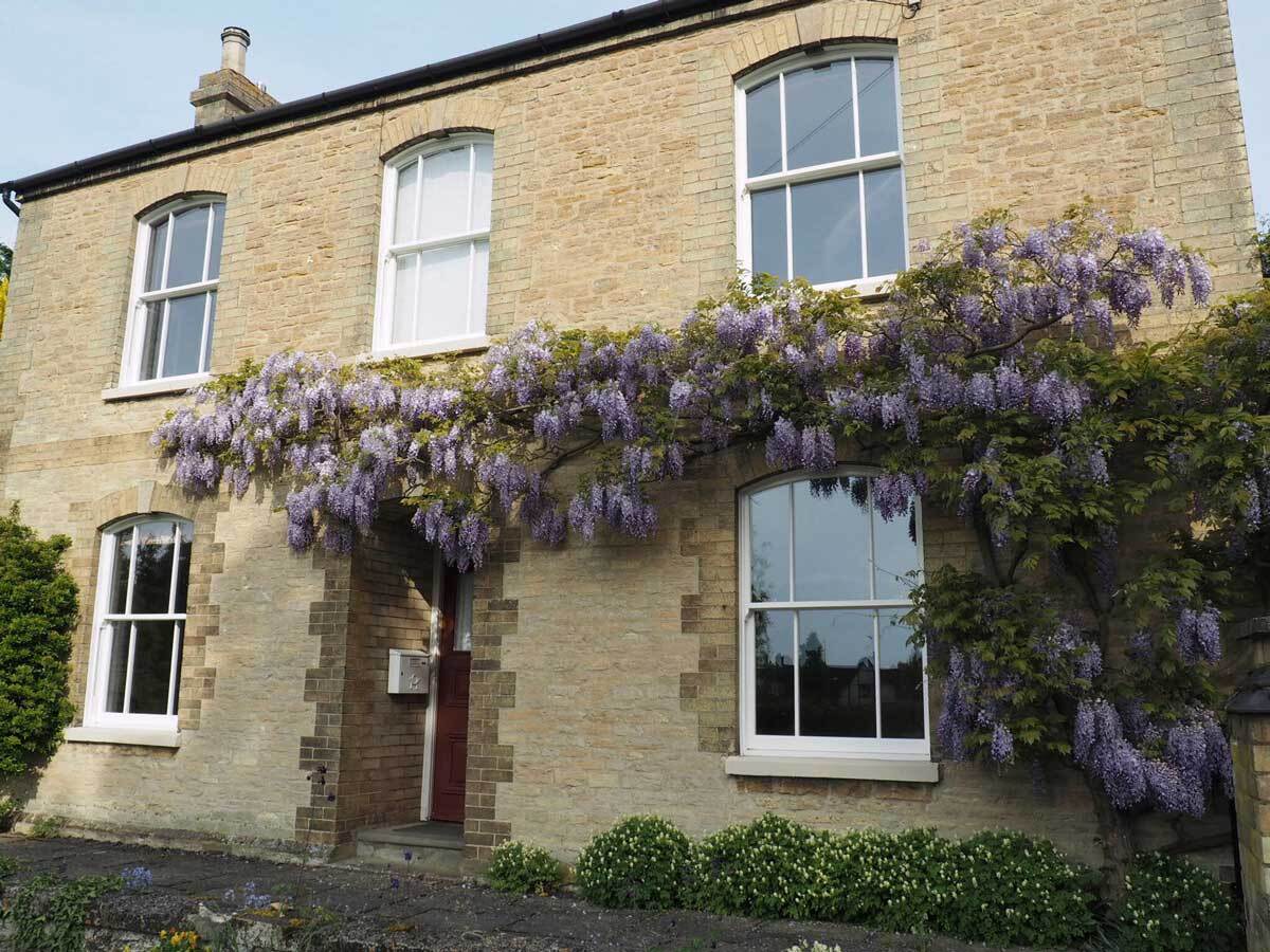 sash uPVC window in older property with climbing plant 